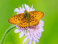 Butterfly 5