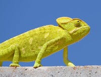 Chameleon 5