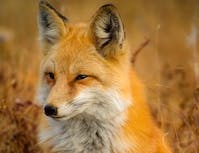 Fox 2