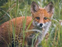 Fox 3