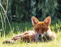 Fox 4