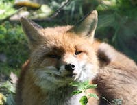 Fox 5
