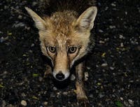 Fox 6