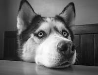 Husky 3