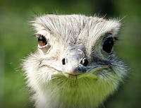 Ostrich 5