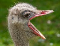 Ostrich 6