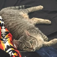 Tabby cat laying on a bed